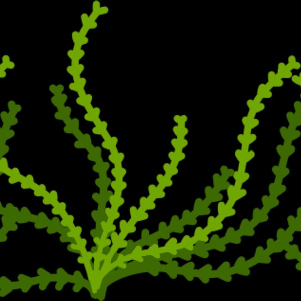 Sea Plant Thumbnail